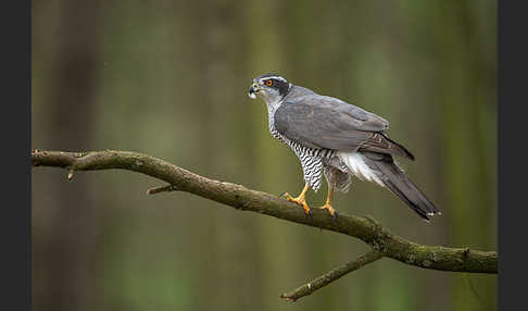 Habicht (Accipiter gentilis)