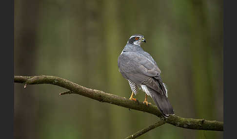 Habicht (Accipiter gentilis)