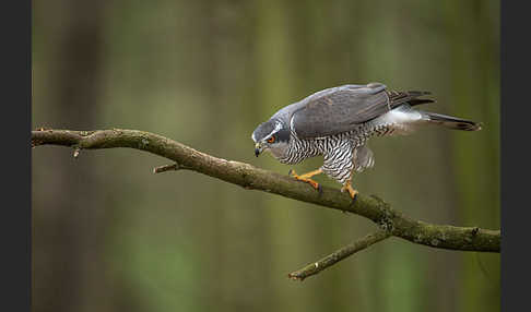 Habicht (Accipiter gentilis)