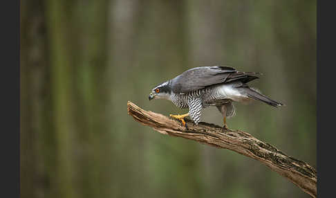 Habicht (Accipiter gentilis)