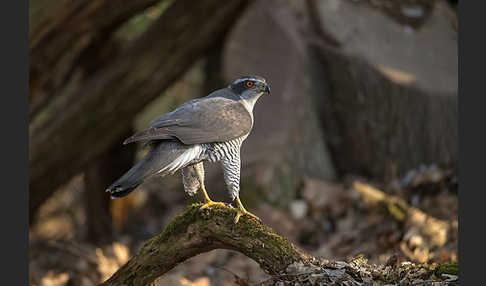 Habicht (Accipiter gentilis)