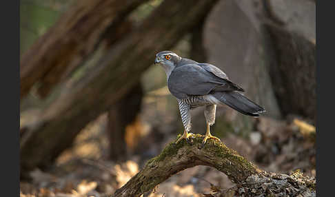 Habicht (Accipiter gentilis)