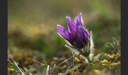 Gemeine Kuhschelle (Pulsatilla vulgaris)