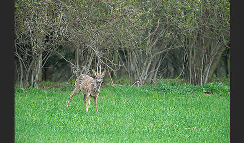 Rehwild (Capreolus capreolus)