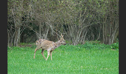 Rehwild (Capreolus capreolus)