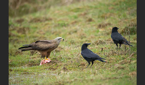 Schwarzmilan (Milvus migrans)