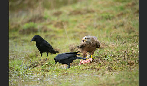 Schwarzmilan (Milvus migrans)