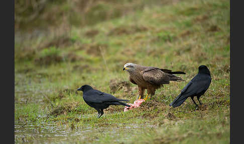 Schwarzmilan (Milvus migrans)