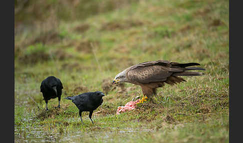 Schwarzmilan (Milvus migrans)