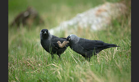 Dohle (Corvus monedula)