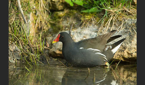 Teichralle (Gallinula chloropus)