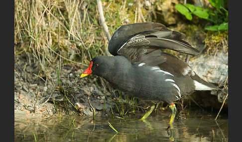 Teichralle (Gallinula chloropus)