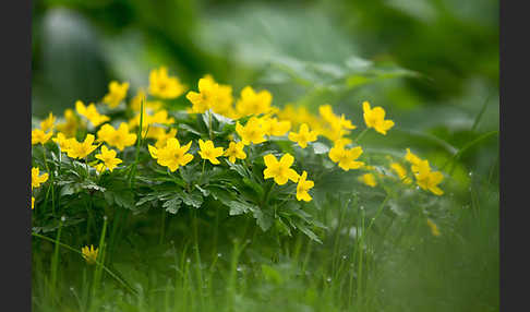 Gelbes Windröschen (Anemone ranunculoides)