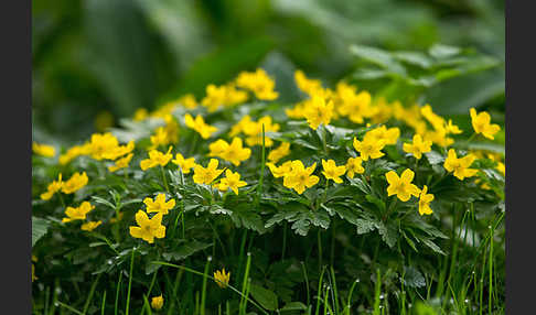 Gelbes Windröschen (Anemone ranunculoides)