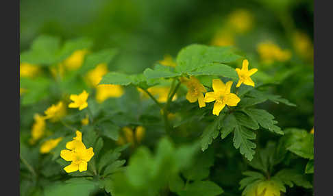 Gelbes Windröschen (Anemone ranunculoides)