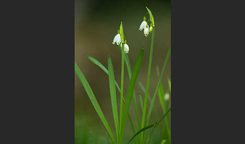 Sommer-Knotenblume (Leucojum aestivum)