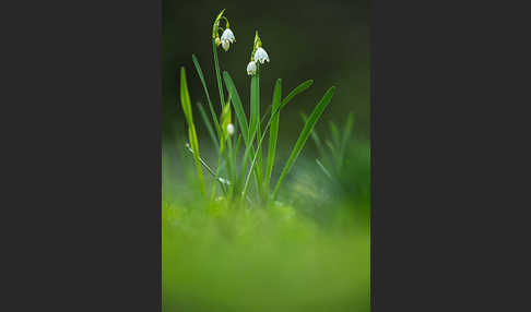 Sommer-Knotenblume (Leucojum aestivum)