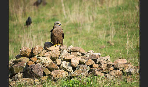 Schwarzmilan (Milvus migrans)