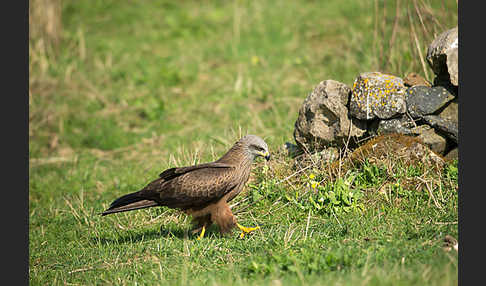 Schwarzmilan (Milvus migrans)