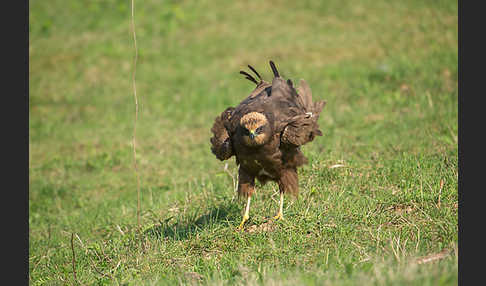 Rohrweihe (Circus aeruginosus)