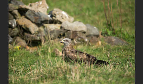 Schwarzmilan (Milvus migrans)