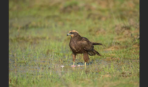 Rohrweihe (Circus aeruginosus)