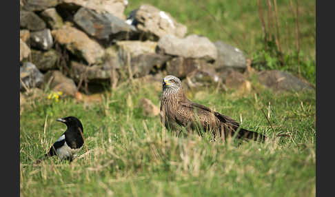 Schwarzmilan (Milvus migrans)