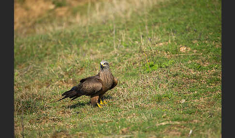 Schwarzmilan (Milvus migrans)