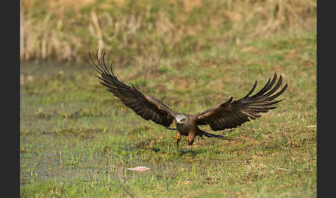 Schwarzmilan (Milvus migrans)