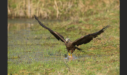 Schwarzmilan (Milvus migrans)