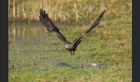 Schwarzmilan (Milvus migrans)