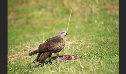 Schwarzmilan (Milvus migrans)