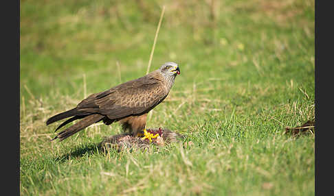 Schwarzmilan (Milvus migrans)