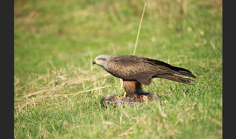 Schwarzmilan (Milvus migrans)