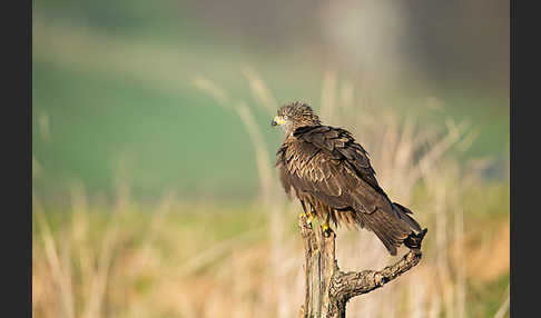 Schwarzmilan (Milvus migrans)