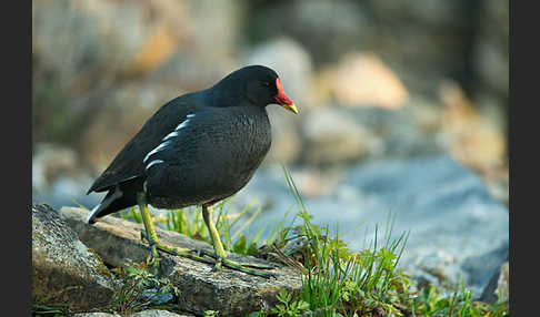 Teichralle (Gallinula chloropus)