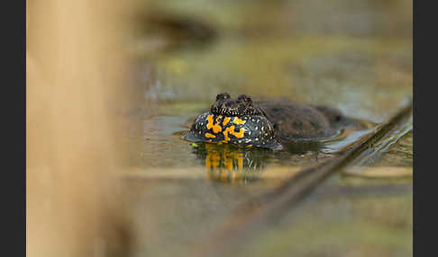 Rotbauchunke (Bombina bombina)