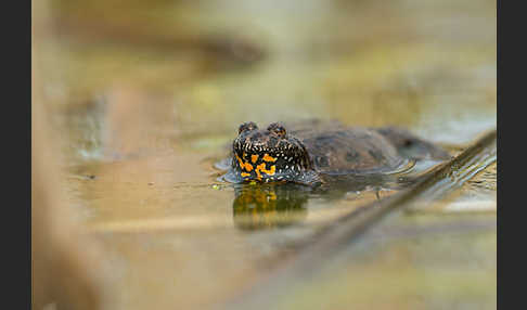 Rotbauchunke (Bombina bombina)