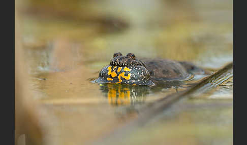 Rotbauchunke (Bombina bombina)