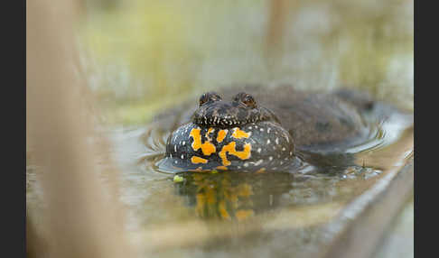 Rotbauchunke (Bombina bombina)