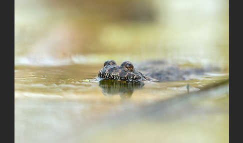 Rotbauchunke (Bombina bombina)