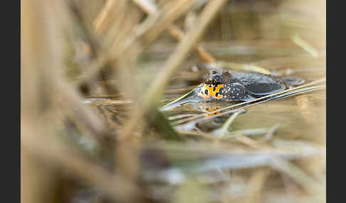 Rotbauchunke (Bombina bombina)