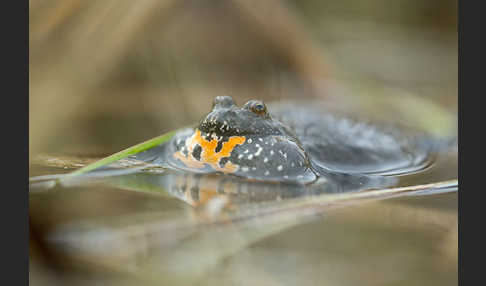 Rotbauchunke (Bombina bombina)