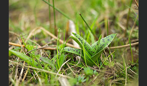 Breitblättrige Kuckucksblume (Dactylorhiza majalis)