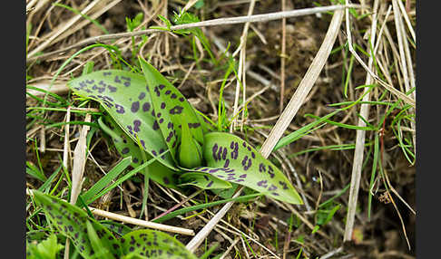 Breitblättrige Kuckucksblume (Dactylorhiza majalis)