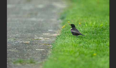 Ringdrossel (Turdus torquatus)