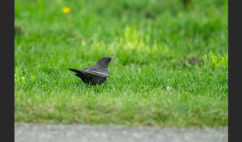 Ringdrossel (Turdus torquatus)