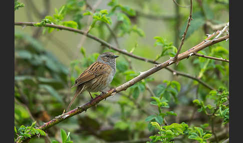 Heckenbraunelle (Prunella modularis)