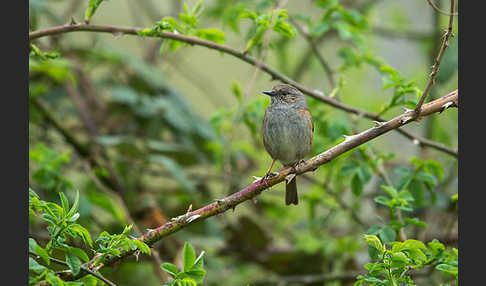 Heckenbraunelle (Prunella modularis)