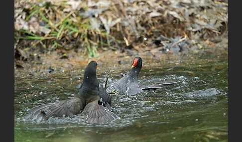 Teichralle (Gallinula chloropus)